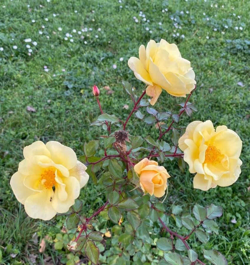 Il Casale Delle Rose Aparthotel Paganico  Kültér fotó