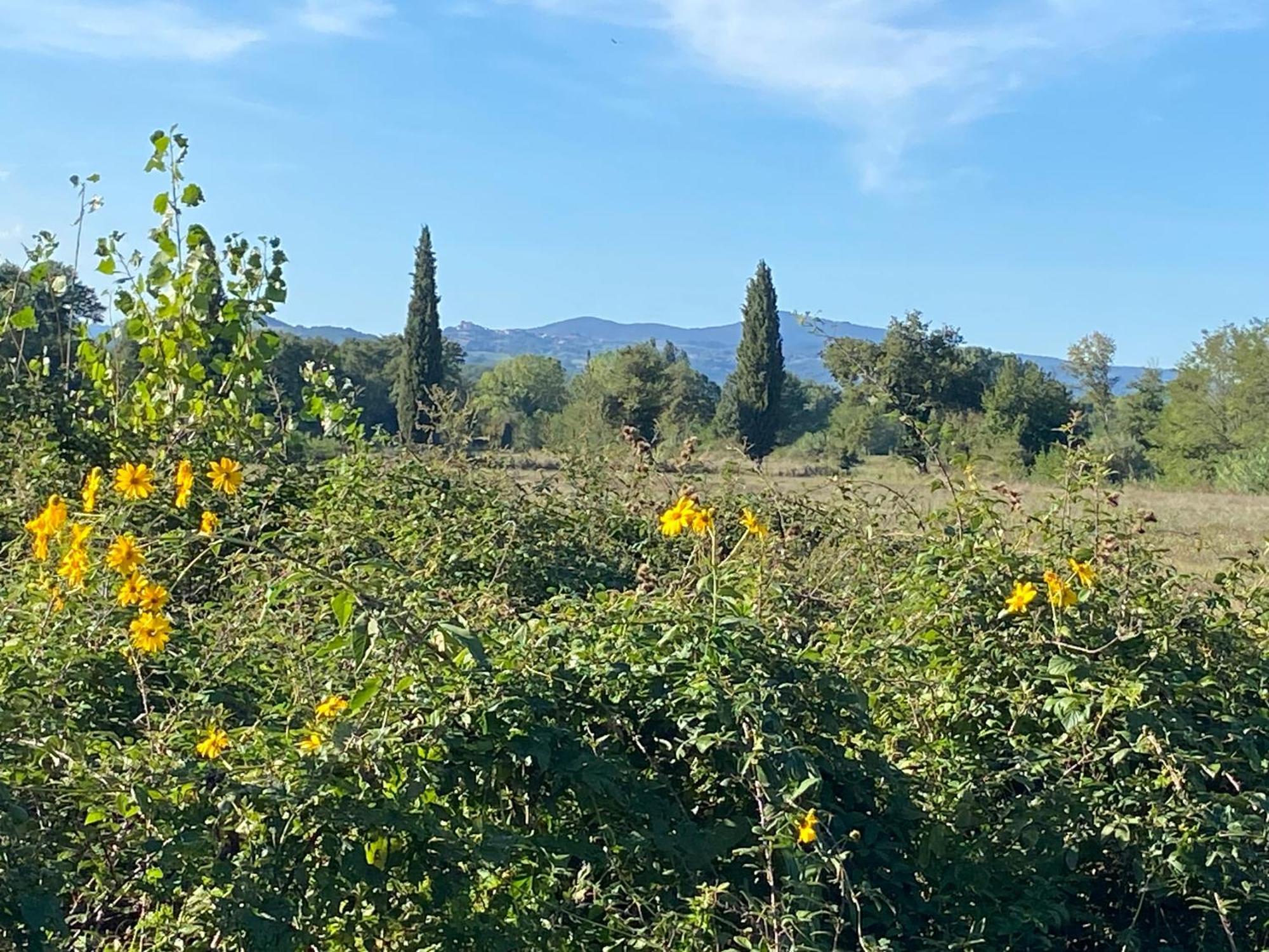 Il Casale Delle Rose Aparthotel Paganico  Kültér fotó